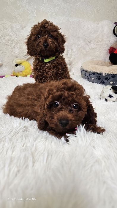 Ляльковий той пудель , без браку, від китайських батьків