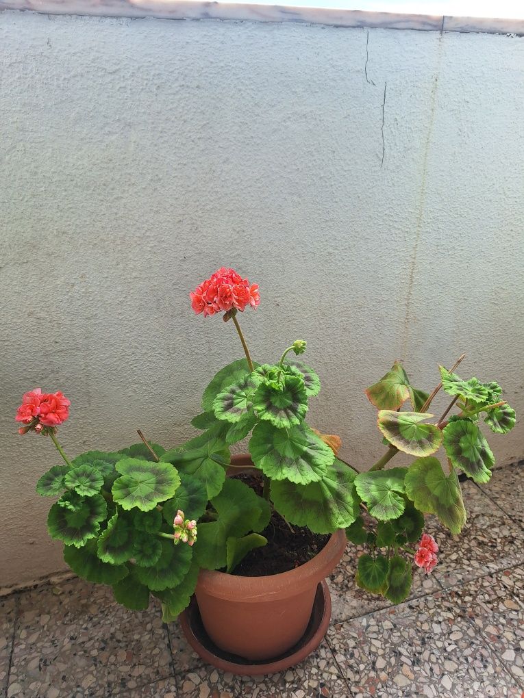 Flor grande com vaso