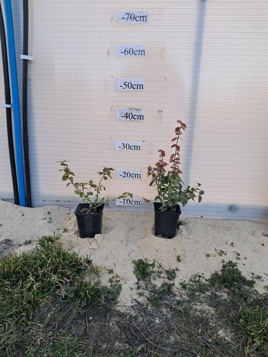 Trzmielina emerald gold p9