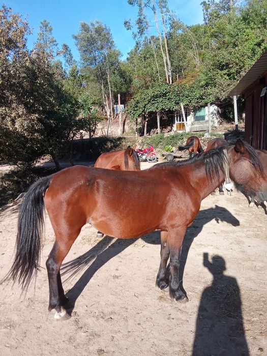 Cavalos para venda