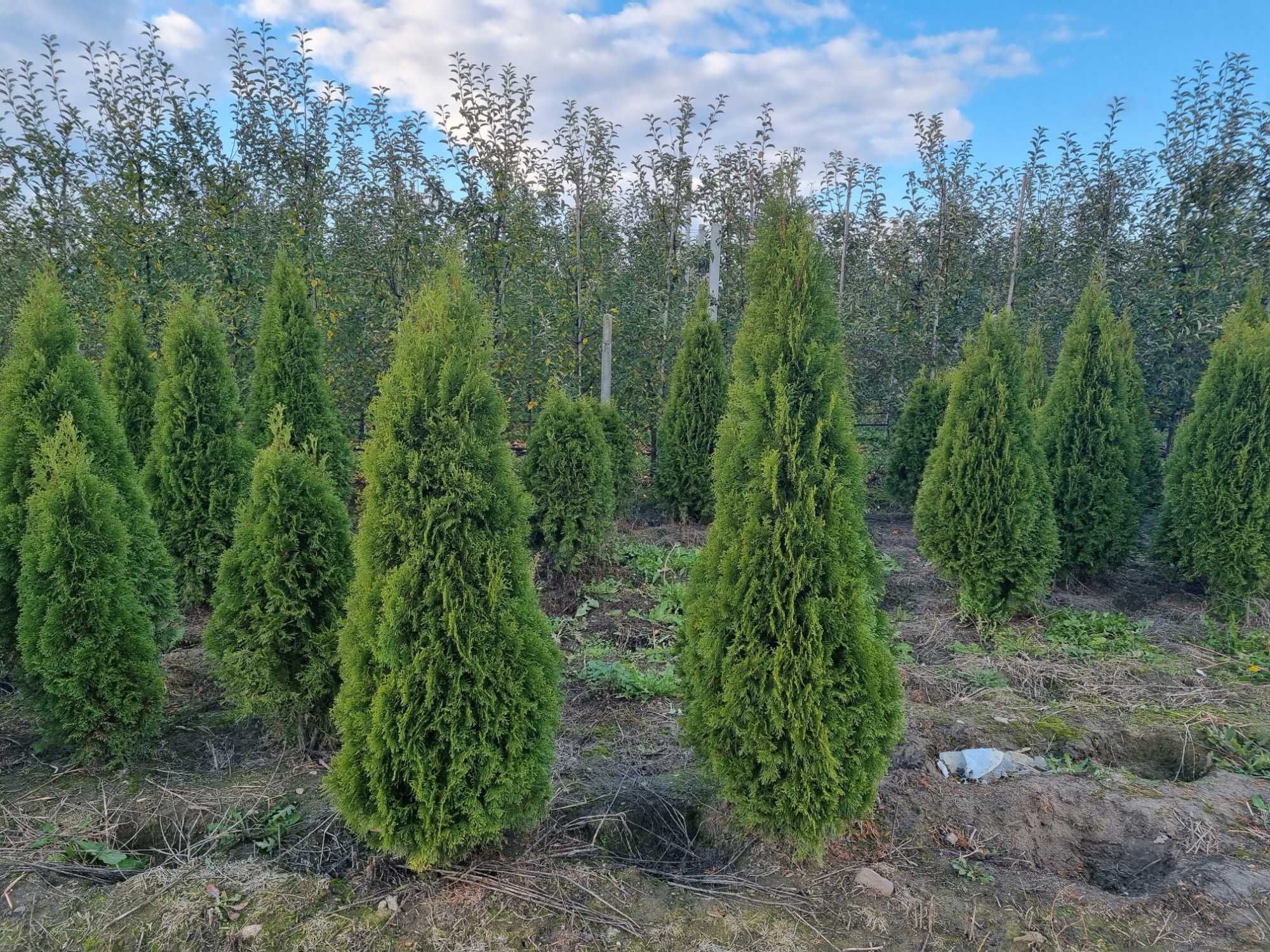 Tuja szmaragd 150 cm, żywotnik zachodni ,,smaragd", Thuja occidentalis