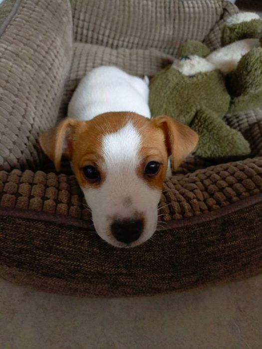 Терміново потрібен Волонтер