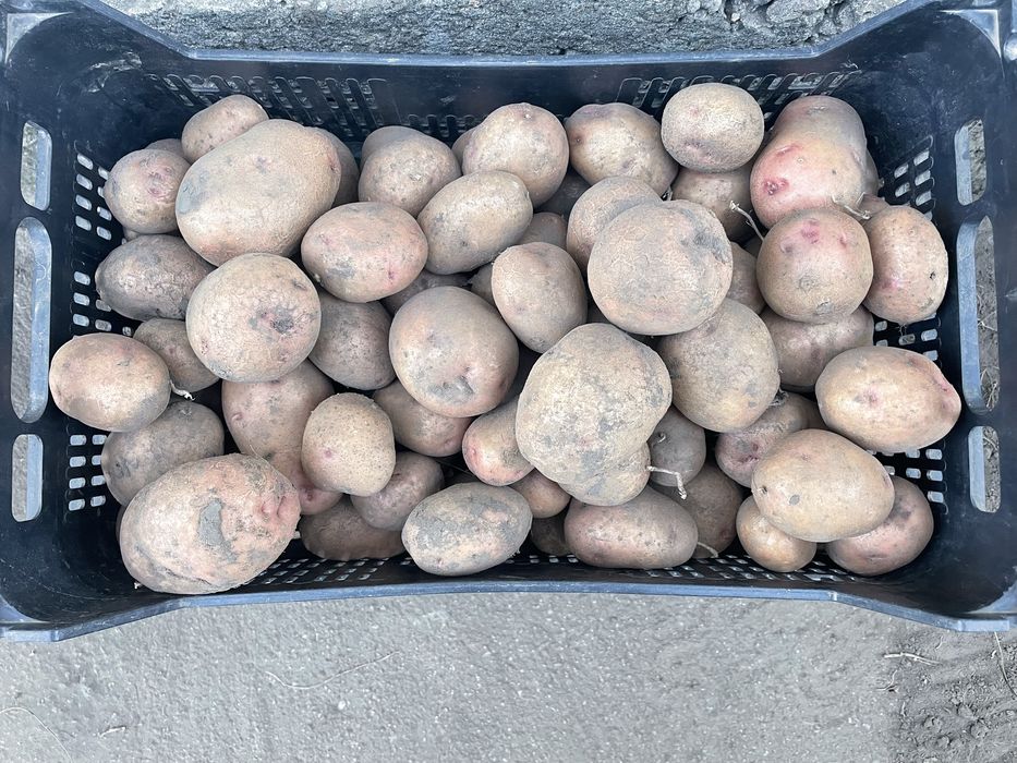 Продам картоплю (домашня)
