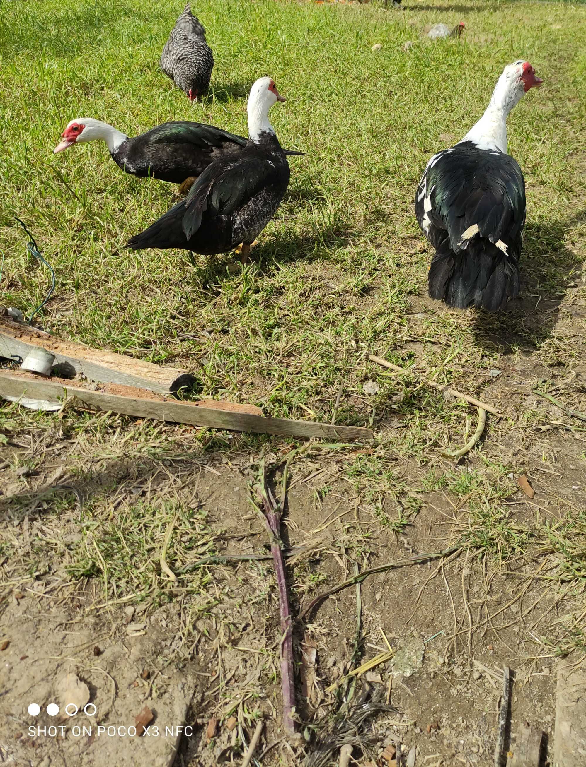 Patos Mudos e Patinhos (PROMO: patinhos com a pata)