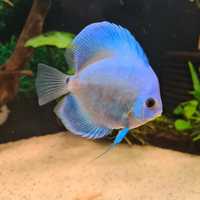 Discus Blue Diamond