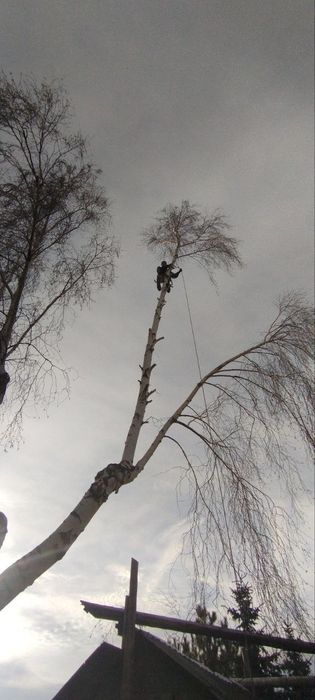 Спил деревьев, обрезка веток...