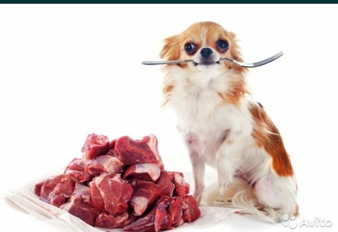 Мясной корм для собак, мясо для собак