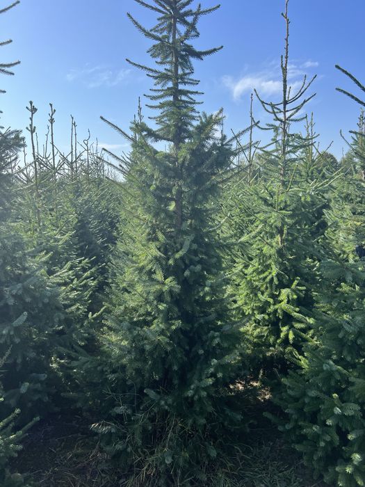 Świerk Serbski z bryłą z plantacji, o wysokości 3-4m Sadzimy Premium
