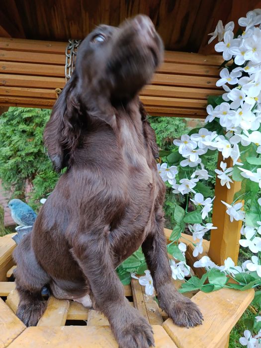 Cocker spaniel angielski Piesek