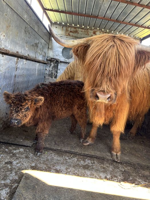 Bydlo szkockie highland
