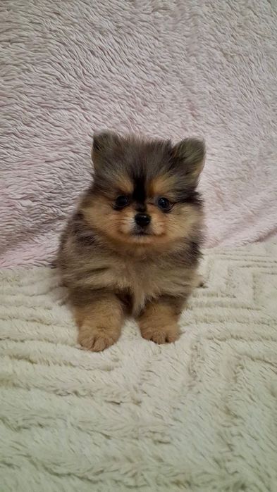 Lulu da Pomerânia Raro Merle