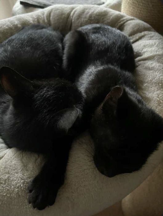 Dwa cudne kocurki do adopcji