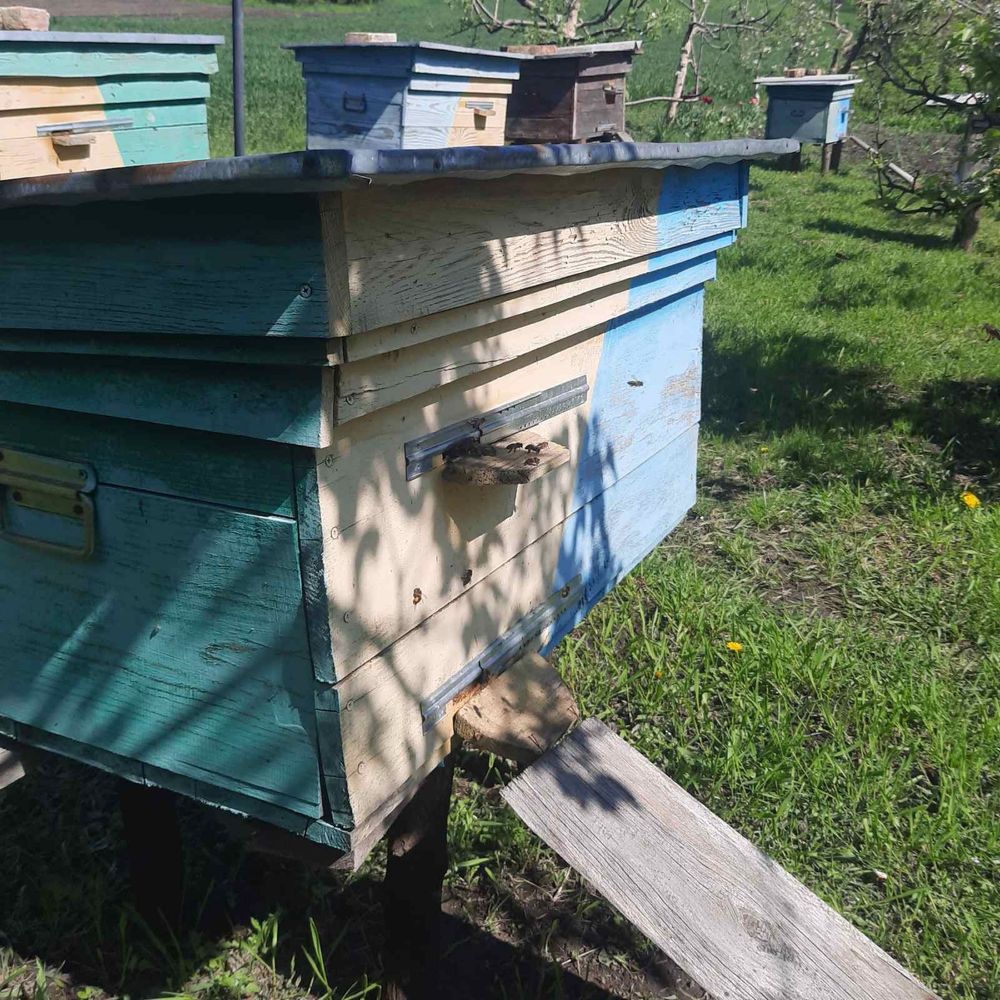 Продам бджолосімʼї