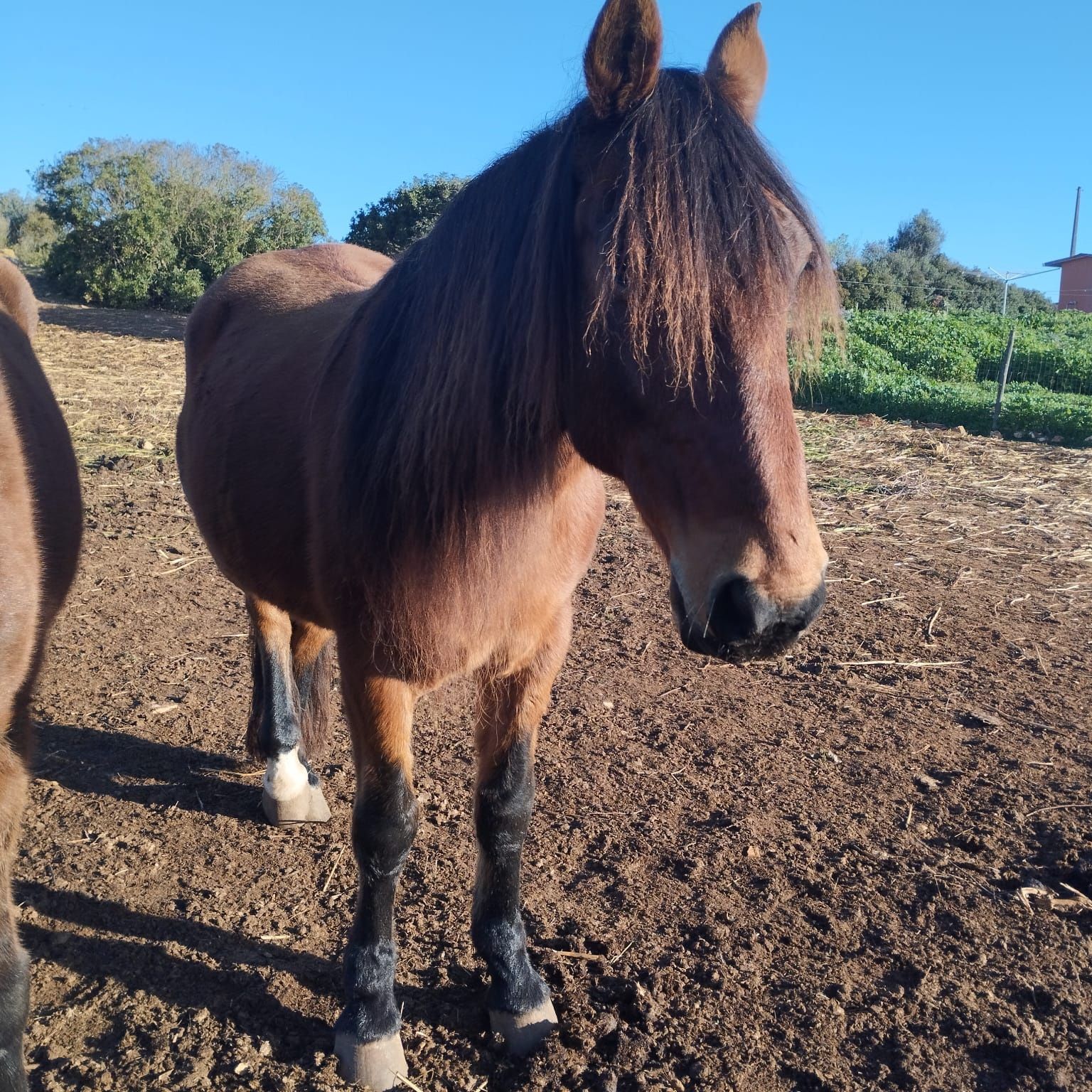 Cavalo Castrado Cruzado Montado