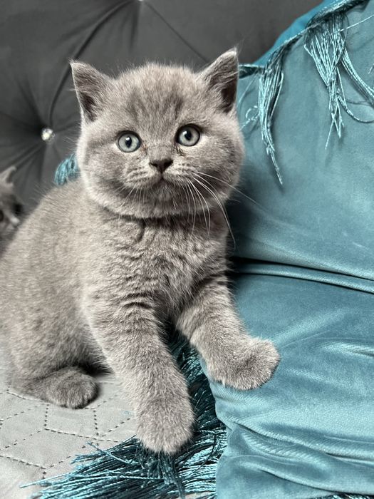 Kot brytyjski niebieski