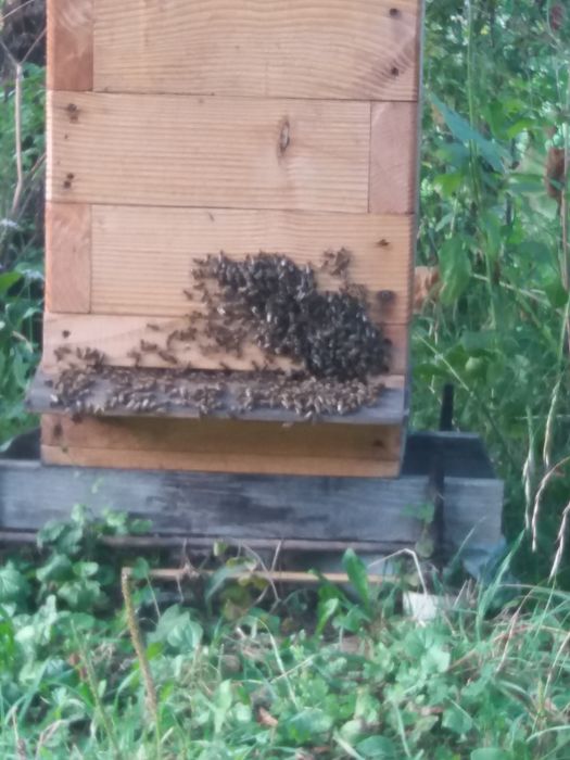 Бджоли .пакети .
