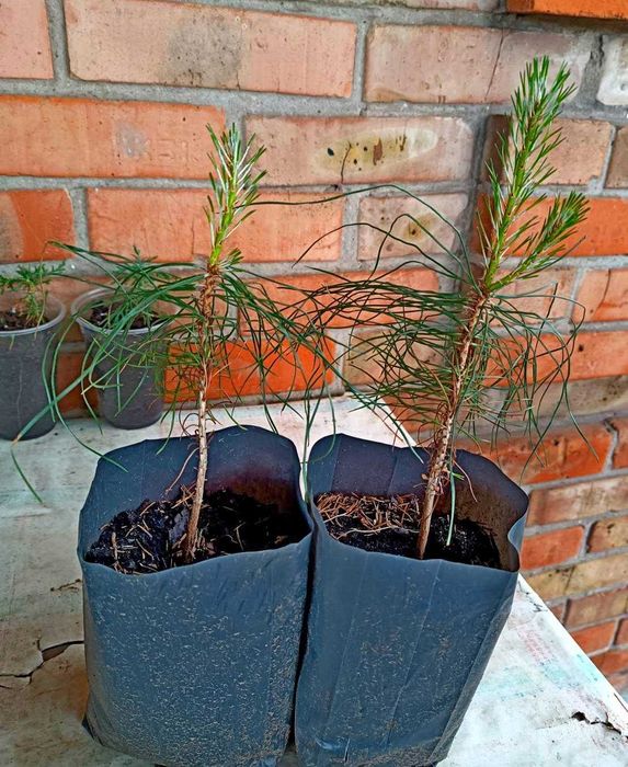 Сосна черная японская Тунберга