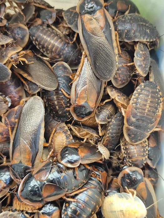 Karaczany Karaczan Argentyński 0,5 cm - 4 cm