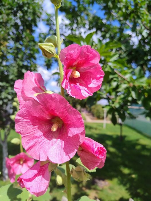 Malwa ogrodowa losowe kolory sadzonek w doniczkach P9