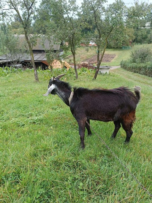 Козлик породи Англо Нубієць вік 11 місяців