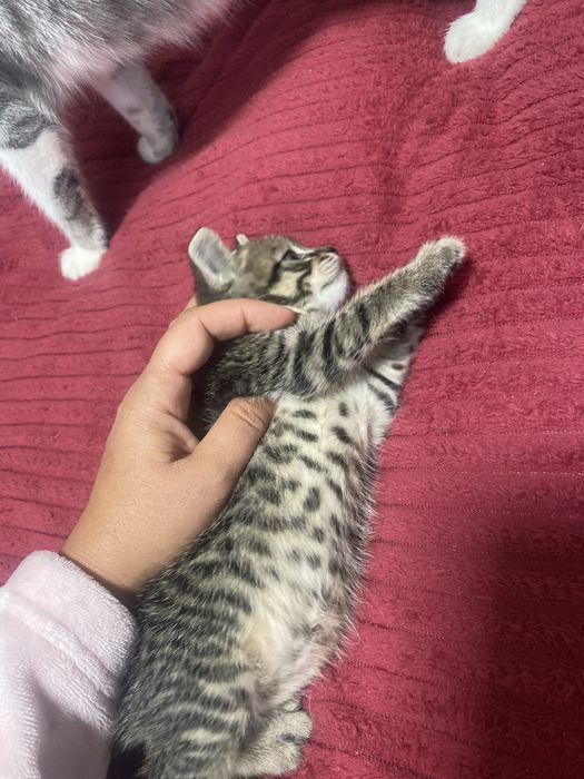 Котята скотишь двор)