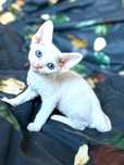 Kocurek bialy Devon Rex
