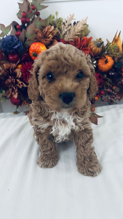 Urocze  Maltipoo