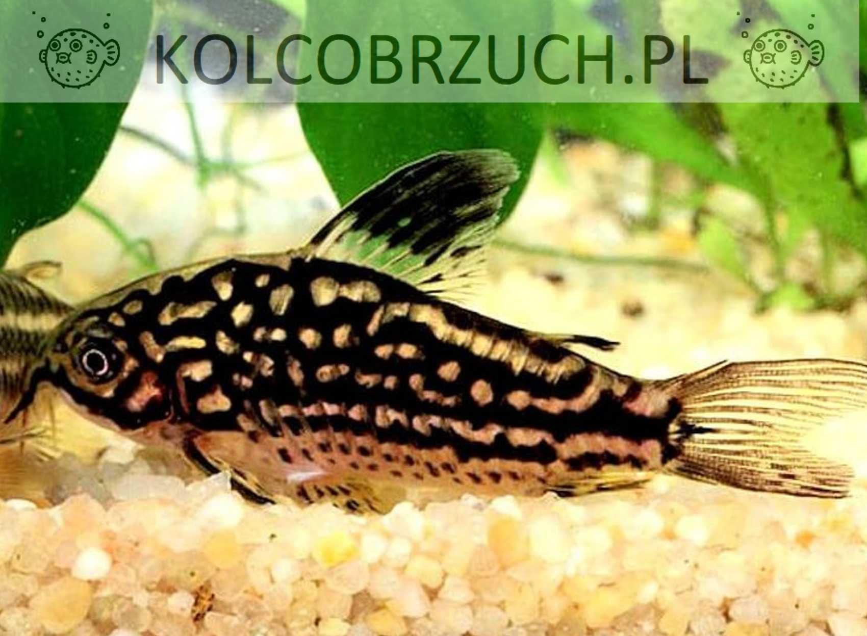 Kirysek liniowany - Corydoras napoensis - Kirys - dowóz, wysyłka