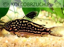 Kirysek liniowany - Corydoras napoensis - Kirys - dowóz, wysyłka