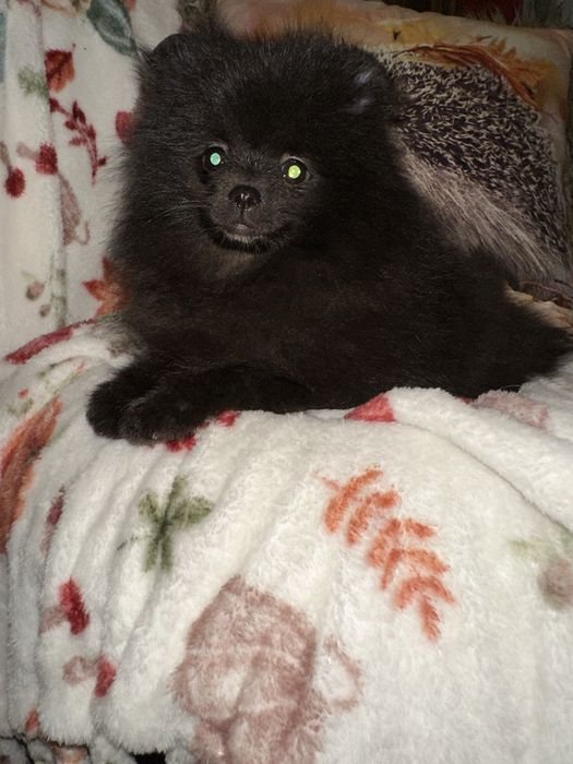 Szpic Miniaturowy Pomeranian Czarna sunia