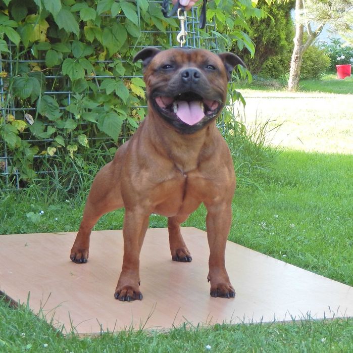 Staffordshire bull terrier staffik sbt zapowiedź