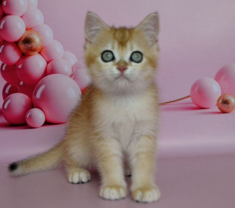 Дiвчинка золота шиншила