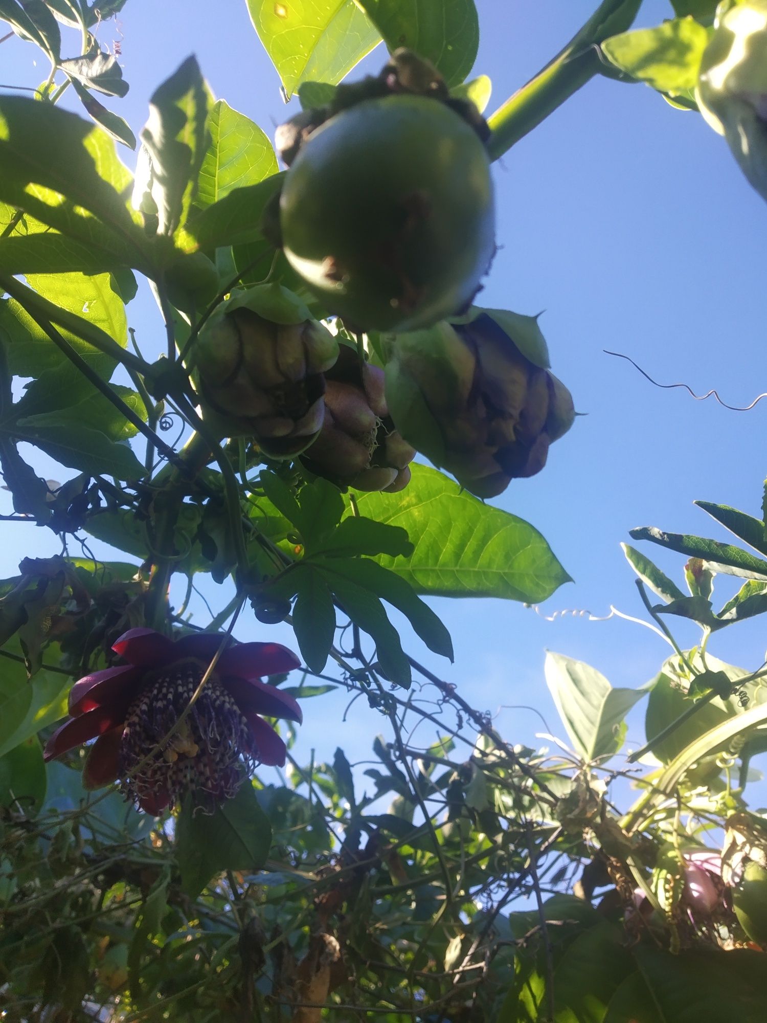 Plantas de maracujá doce Alata.