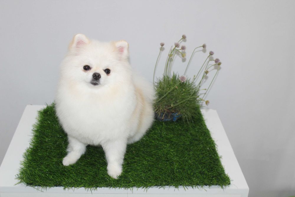 Груминг щпица ! Стрижка шпица !