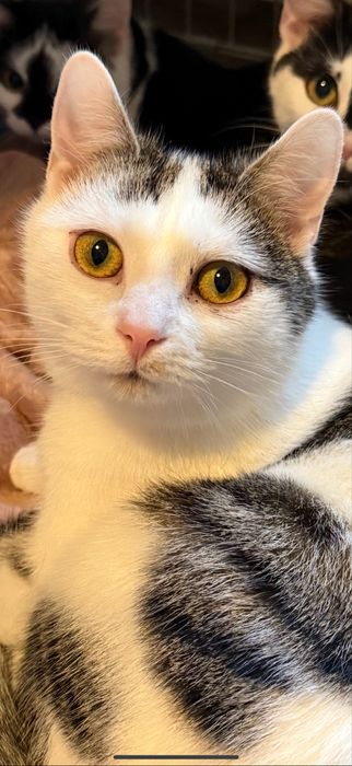 Kocurek Stefanek szuka domu