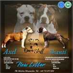 Amercian StaffordShire Terrier.Amstaff