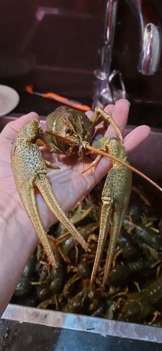 Раки живі, дикі р.Дніпро