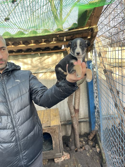 Щенок мальчик в добрые  руки