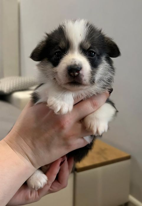 Welsh Corgi Pembroke suczka trikolor tricolor krótki ogonek ZKwP FCI