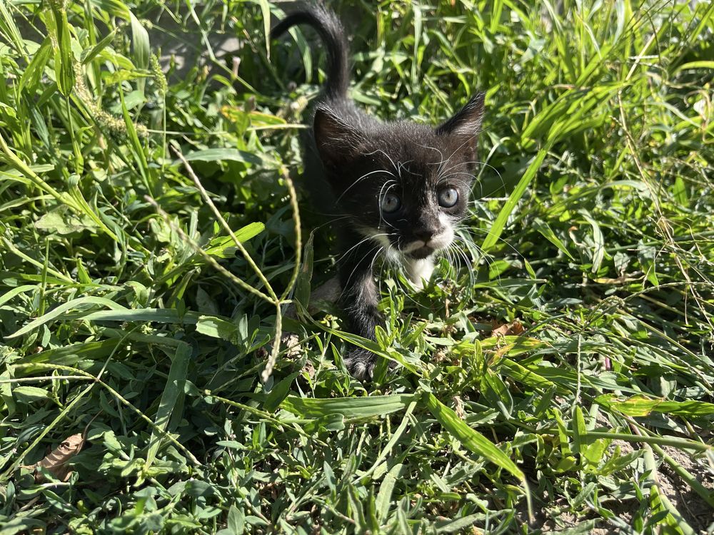 Котята (кошенята)