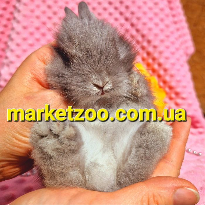 карликовый мини мiнi mini кролик карликовые кролики серебро шиншила