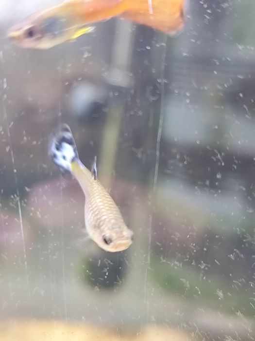 Guppy fêmea sortida