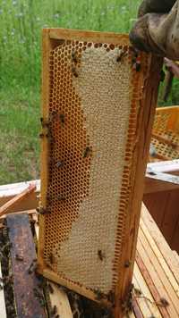 Miód pszczeli, naturalny. Rzepak 2024
