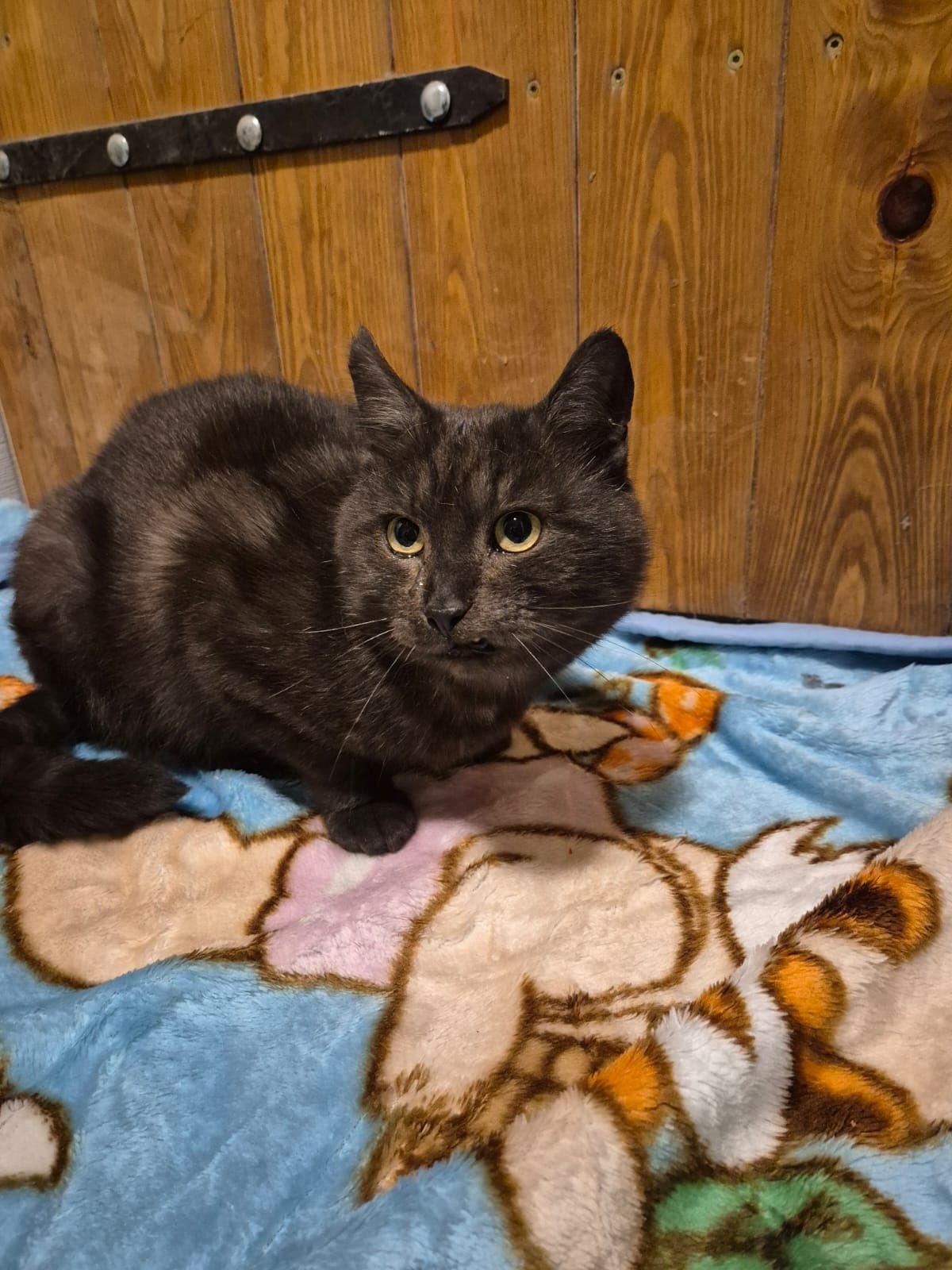 Kocurek Leon do adopcji fiv+