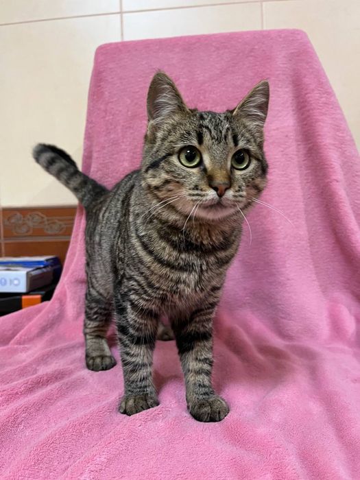 Кошеня підліток дівчинка смугаста 5-6 міс. Дуже ласкава! Шукає сімʼю!