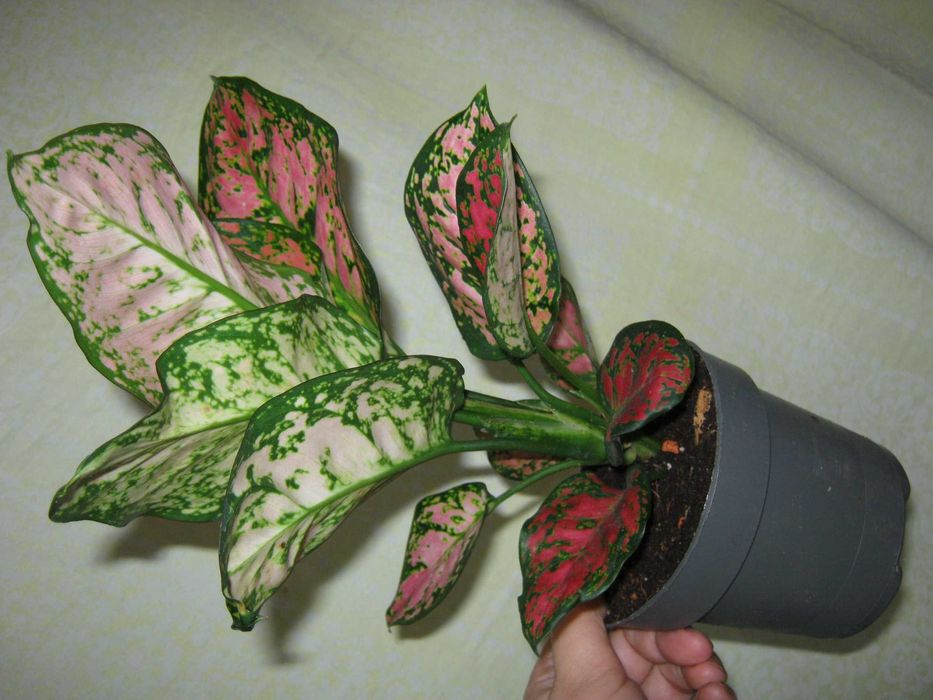 аглаонема есть много сортов детки, молодые кустики