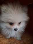 Pomeranian szpic miniaturka