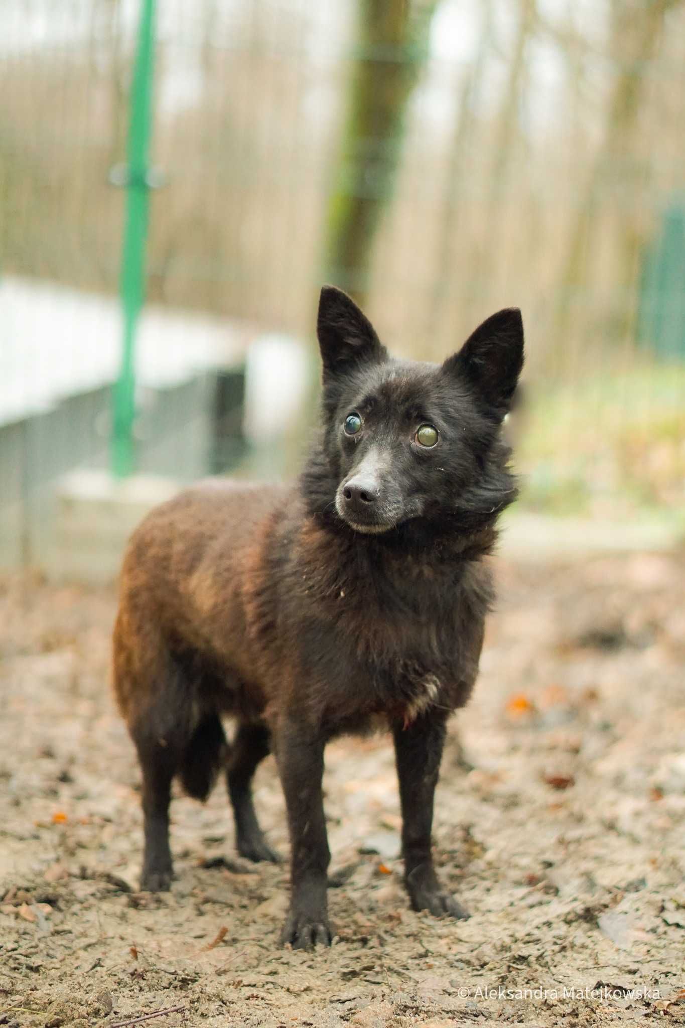 Bambik - niedowidzący mały piesek do adopcji