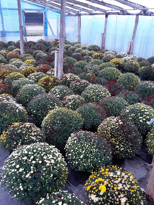 Chryzantemy drobnokwiatowe