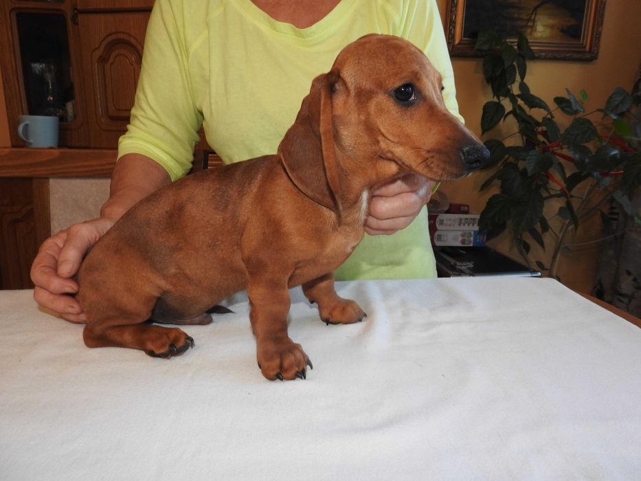 jamnik krótkowłosy miniaturowy rudy merle